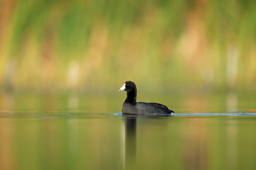 An American Coot swims in the water with a bright green grass background on a sunny day.