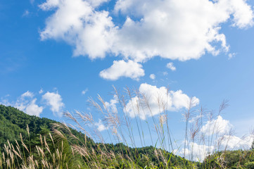 青空とすすき