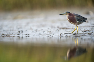 A small Green Heron stalks along the muddy edge of the water with its reflection in soft overcast light.