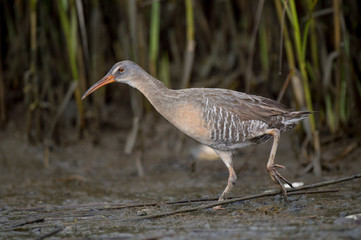 A Clapper Rail walks in the mud in the marsh in soft overcast light.