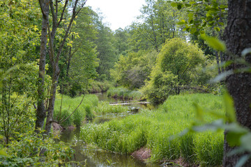 Obraz premium River in the green forest.