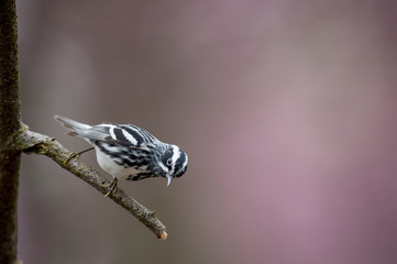 A Black and White Warbler perched on a bare branch with a smooth purple background.