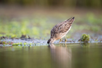A Short-billed Dowitcher wades in the shallow water in the soft morning sunlight with its reflection.