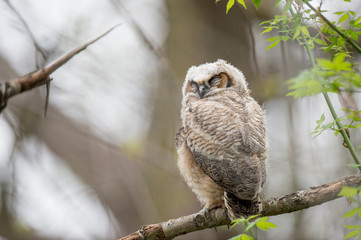 A sleeping Great-horned Owlet rests on a branch in the forest in soft overcast light.