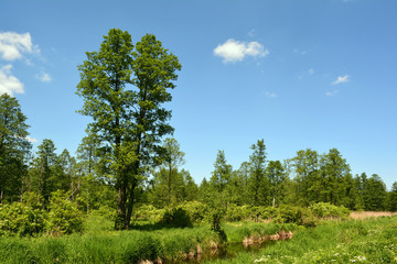 Green tree near the river and forest.