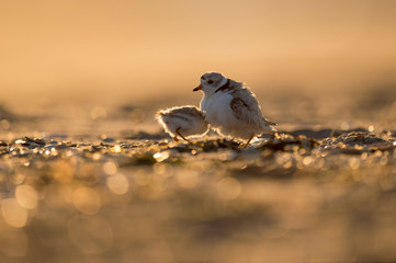 A Piping Plover and its chick stand on a sandy beach that is glittery in the golden morning sunlight.