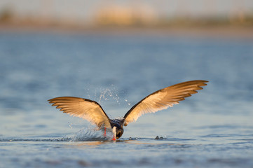 A Black Skimmer flies over the water with its wings spread in the golden morning sunlight