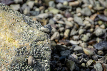 Snails and barnacles clinging to rocks at low tide