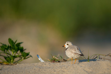 A Piping Plover stands on a sandy beach in the sunlight with a smooth background.