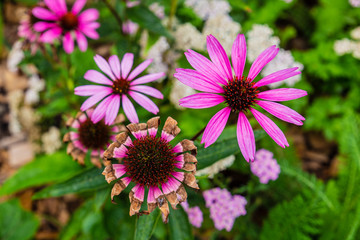 Close-up of pink flowers, nature background