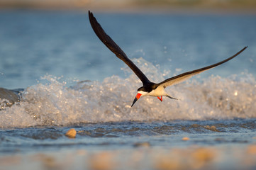 A Black Skimmer flies over the water with its wings spread in the golden morning sunlight with waves crashing behind it.