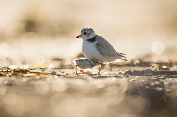 Baby Piping Plover chick tucks in under its parent as they glow in the early morning sunlight.