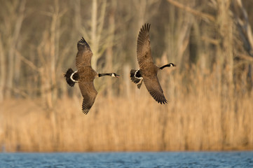 A pair of Canada Geese chase each other as they fly in the evening sun with tree background