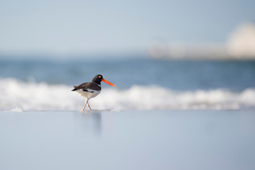 An American Oystercatcher standing on the wet sand with crashing waves in the background in the...