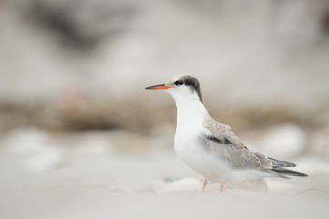 A juvenile Common Tern stands on the sandy beach in soft overcast light with a smooth background.
