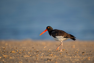 An American Oystercatcher stands on a sandy beach with small pebbles in the early morning golden sunlight.