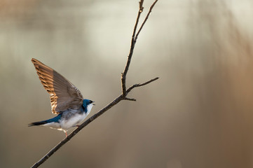 A Tree Swallow perched on a bare branch flaps its wings with a smooth brown background.