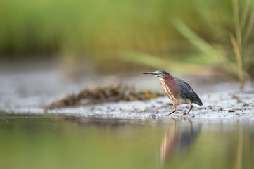 A Green Heron stands in the mud along shallow water with a green background of marsh grasses.