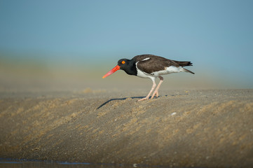 An American Oystercatcher stands on a sloping sandy beach in bright sun with a smooth blue...