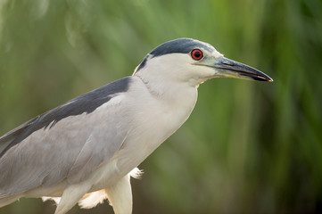 A Black-crowned Night Heron stalks in the bright green marsh grasses in soft light.