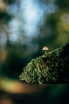 Tiny mushroom In the Woods