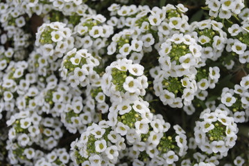 small white flowers