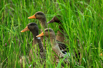 Ducks in rice paddy, Andaman islands