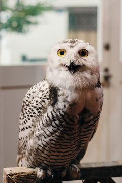 snowy owl