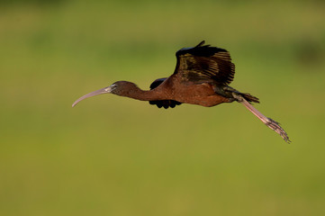 A Glossy Ibis flies in front of a smooth green background of marsh grasses in the early morning sunlight.