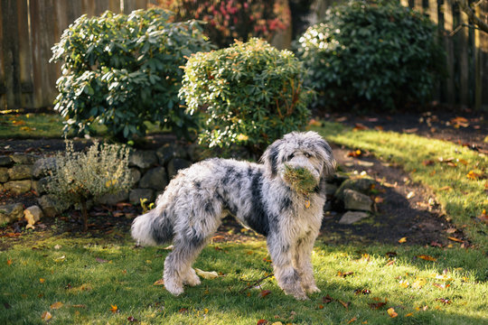 Young Dog Eats Grass