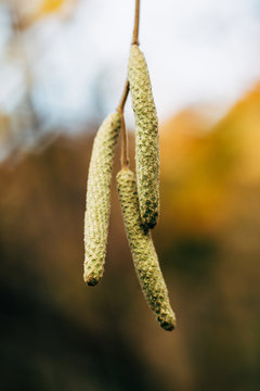 Hazel Catkins