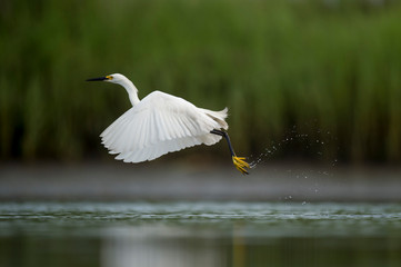 A white Snowy Egret flies over shallow water in a marsh with a green grass background in soft overcast light.
