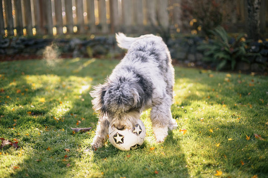 Puppy with Ball
