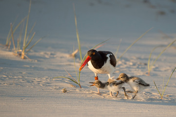 A pair of cute American Oystercatcher chicks chase each other on a sandy beach.
