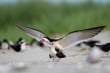 A pair of Black Skimmers mate on the sandy beach in a colony of many birds.