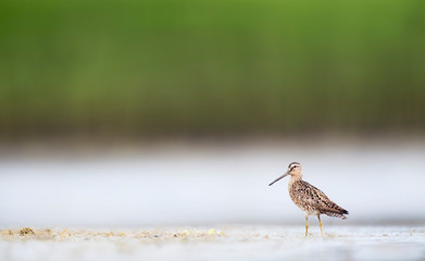 A Short-billed Dowitcher works the shallow water and mud searching for food in the soft overcast light.