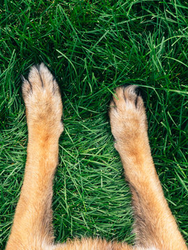 Dog paws in grass