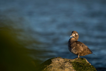 A female Harlequin Duck perched on a jetty rock covered in green seawead in early morning sun with a water background.