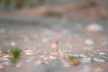 A tiny Piping Plover chick stands on the sandy beach in the golden early morning sunlight.