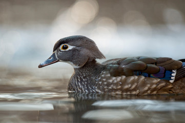 A close-up photo of a hen Wood Duck floating on water with a light background in soft light.