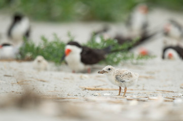 A baby Black Skimmer chick and adult birds stand on a sandy beach in a colony o birds in soft overcast light.