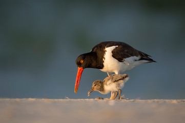 American Oystercatcher feeds its chick food on a sandy beach in the golden evening sunlight. © rayhennessy