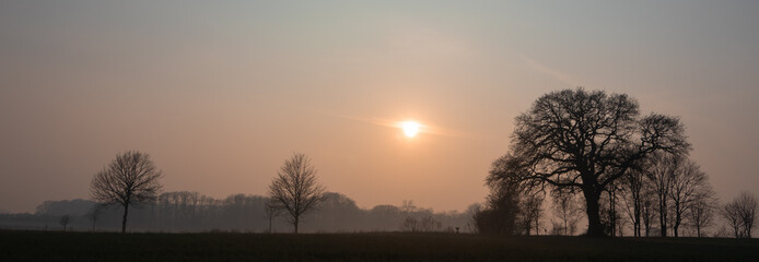 Eiche im Nebel, Baum Bestattung, Wald Friedhof, Ruhe Forst