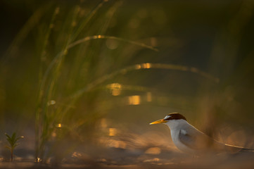 A Least Tern glows in the morning sunlight as the dune grasses around it glow int eh early sunlight as well.