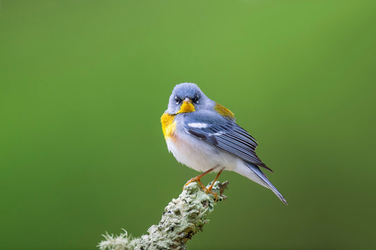 A male Northern Parula stares straight at the camera perched on a green textured branch with a smooth green background.