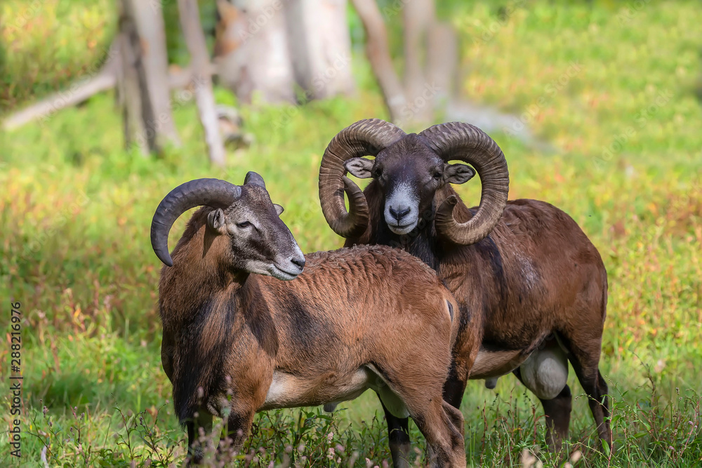 Poster The mouflon (Ovis orientalis)  during mating season on game reserve.