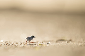 Tiny cute Piping Plover chick running on the beach glowing in the morning sunlight.