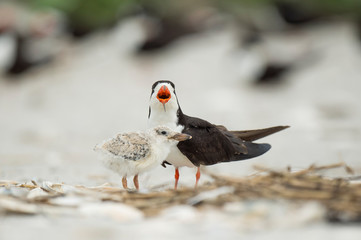 A baby Black Skimmer chick and adult birds stand on a sandy beach in a colony o birds in soft overcast light.