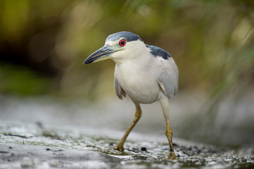 A Black-crowned Night Heron stalks in the bright green marsh grasses in soft light.