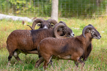 The mouflon (Ovis orientalis)  during mating season on game reserve.